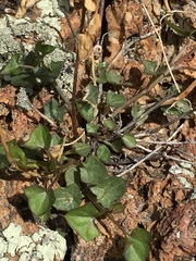 Maurandya antirrhiniflora