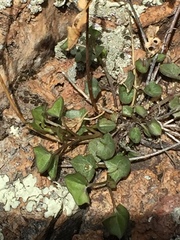 Maurandya antirrhiniflora