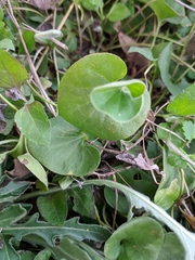 Dichondra recurvata