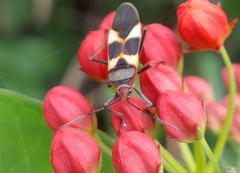 Oncopeltus unifasciatellus