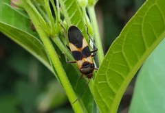 Oncopeltus unifasciatellus