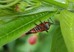 Oncopeltus unifasciatellus