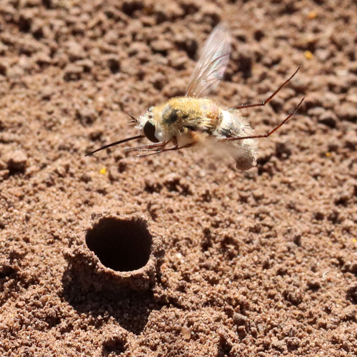 Bomber fly photo 3