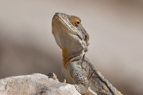 Egyptian Rock Agama
