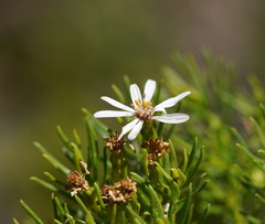 Olearia glutinosa