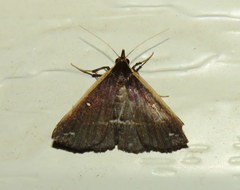 Adrapsa ablualis