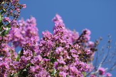 Lagerstroemia indica image