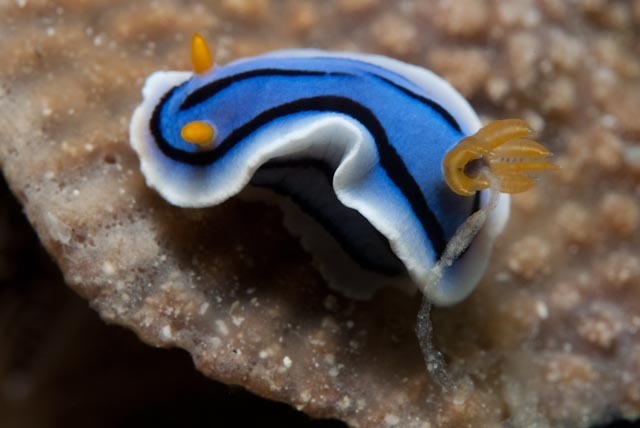 Pyjama Rainbow Dorid