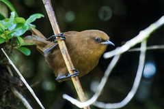 Rufous Wren photo 3