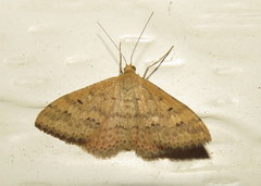 Scopula rubraria