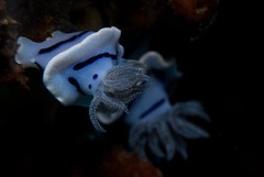 Chromodoris willani
