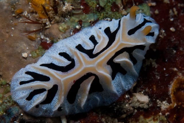 Mushroom Coral Reticulida
