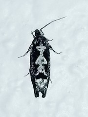 Chimoptesis