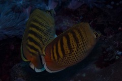Chaetodon punctatofasciatus