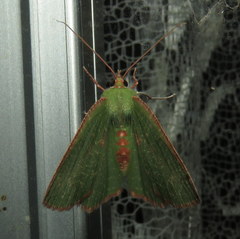 Eucyclodes metaspila