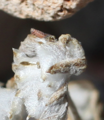 Stylocline intertexta