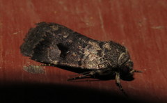 Thoracolopha flexirena