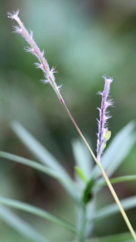 Image of Eriochloa villosa by (c) Randy A Nonenmacher, some rights reserved (CC BY)