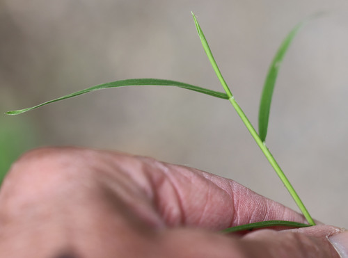 Image of Eriochloa villosa by (c) Randy A Nonenmacher, some rights reserved (CC BY)