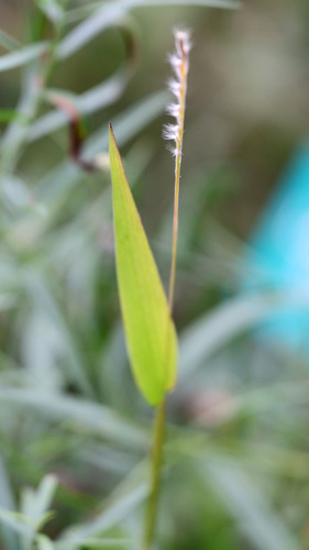 Image of Eriochloa villosa by (c) Randy A Nonenmacher, some rights reserved (CC BY)
