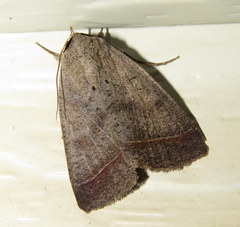 Pantydia capistrata