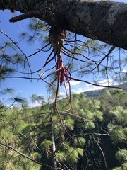 Tillandsia bulbosa