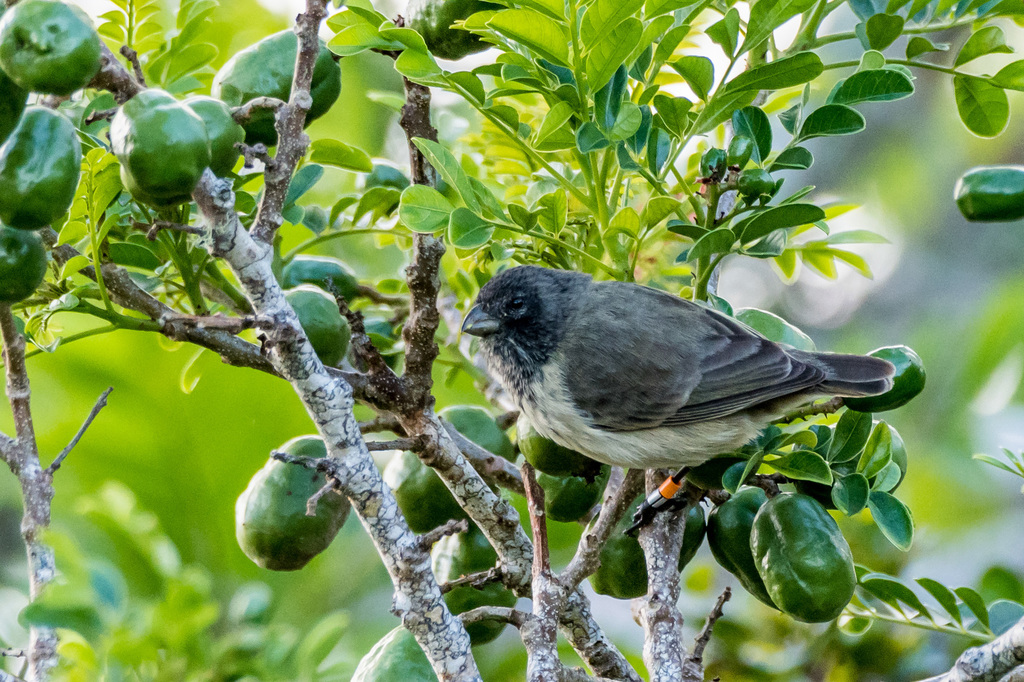 Medium Tree-Finch photo