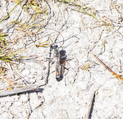 Podalonia tydei suspiciosa