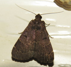 Hydrillodes funestalis