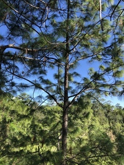 Pinus maximinoi
