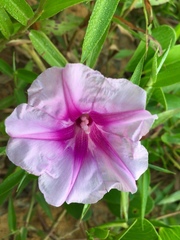 Ipomoea pes-caprae