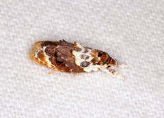 Piloprepes gelidella