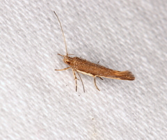 Glaphyristis marmarea