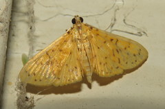 Conogethes