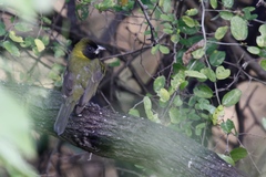 Rhodothraupis celaeno