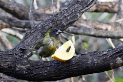 Rhodothraupis celaeno