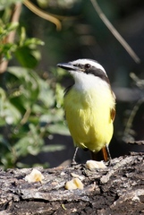 Pitangus sulphuratus