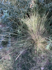Thinopyrum obtusiflorum, photograph Jackson Irvin, CC BY, iNaturalist via GBIF