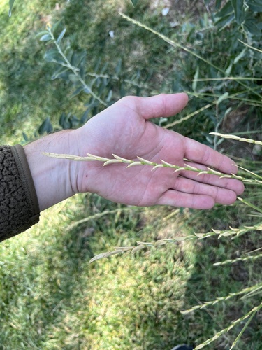 Thinopyrum obtusiflorum, photograph 3
