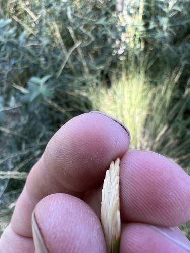Thinopyrum obtusiflorum, photograph 4
