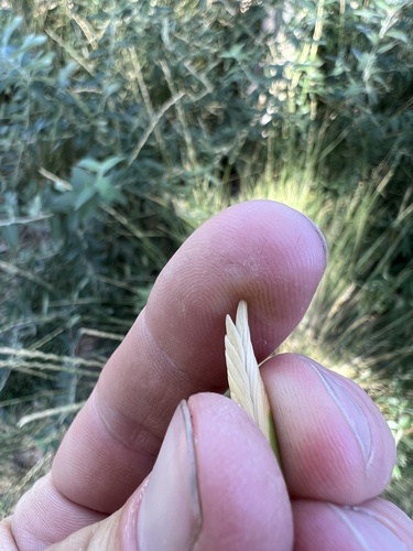 Thinopyrum obtusiflorum, photograph 5
