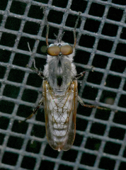 Ozodiceromyia notata