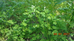 Corydalis capnoides