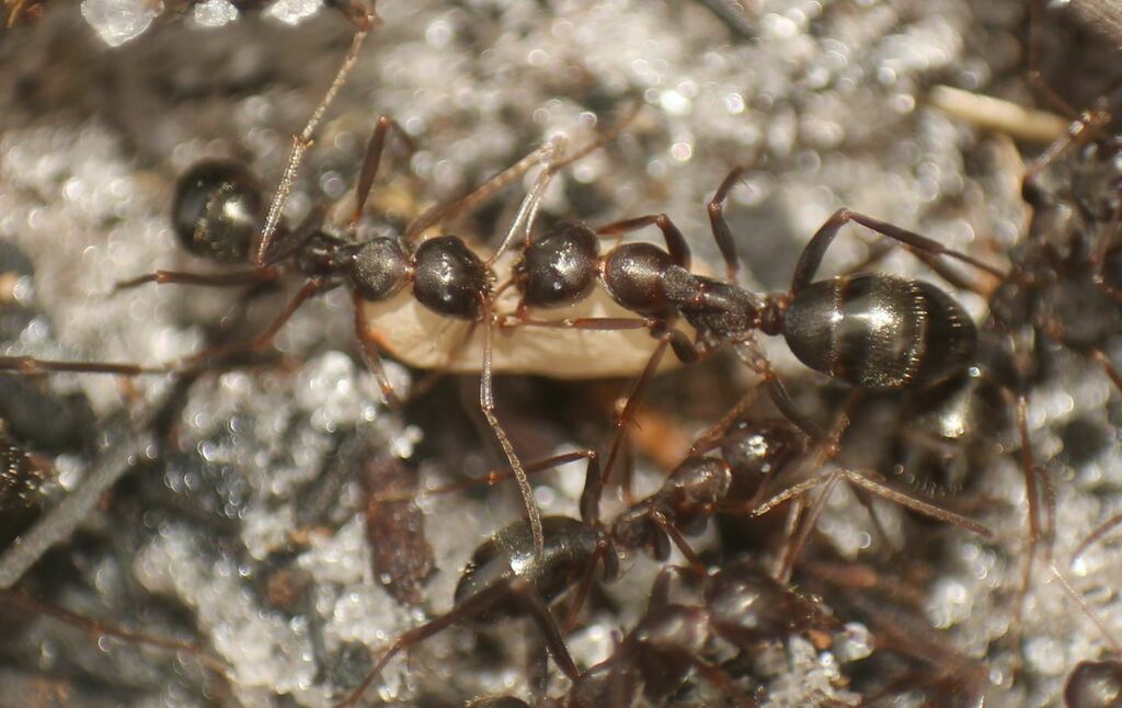 Skull-collecting Ant from Martin County, FL, USA on September 24, 2023 ...