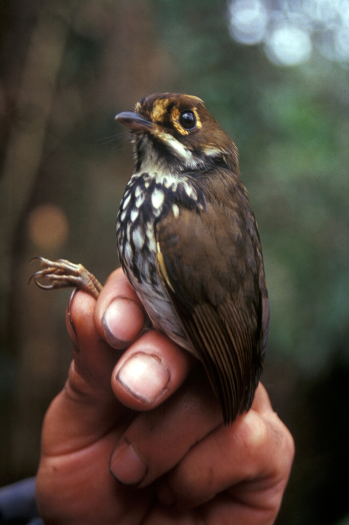 Peruvian Antpitta photo