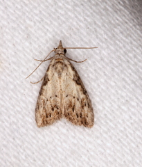Nola pleurochorda