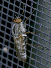 Ozodiceromyia notata
