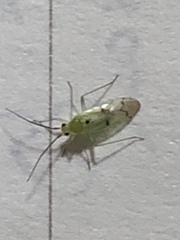 Paraproba crotonica