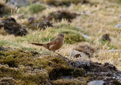 Streak-Backed Canastero photo 3