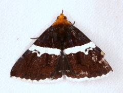 Buzara frontinus